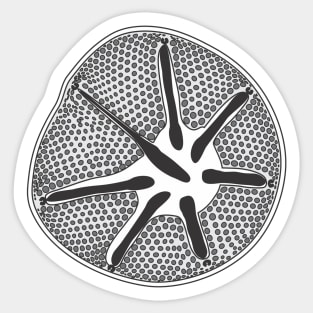 Diatom - Asteromphalus - Artwork Sticker